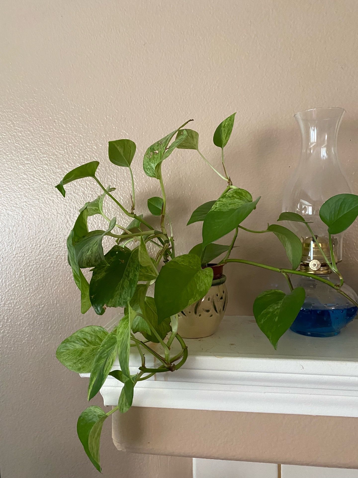Plant Indoor Pothos