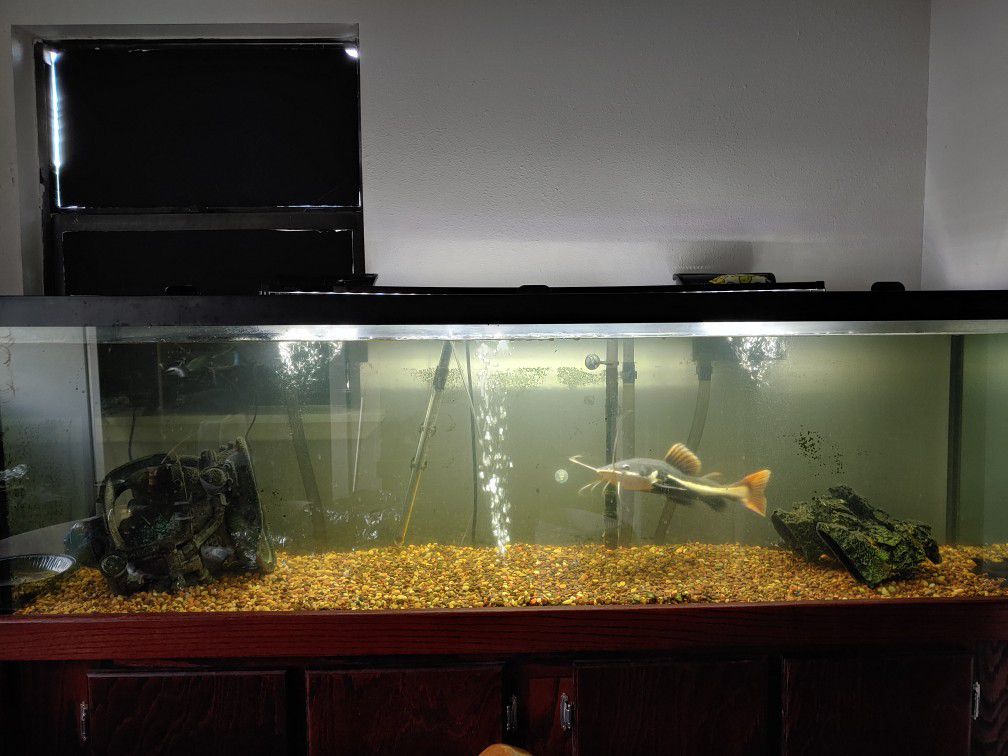 125, 55 and 10 gallon fish tanks