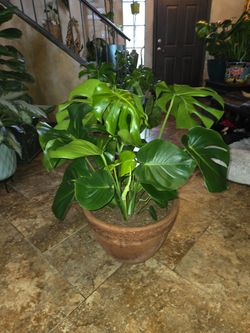Large Healthy Monstera Plant In 15in Wide Terracotta Pot