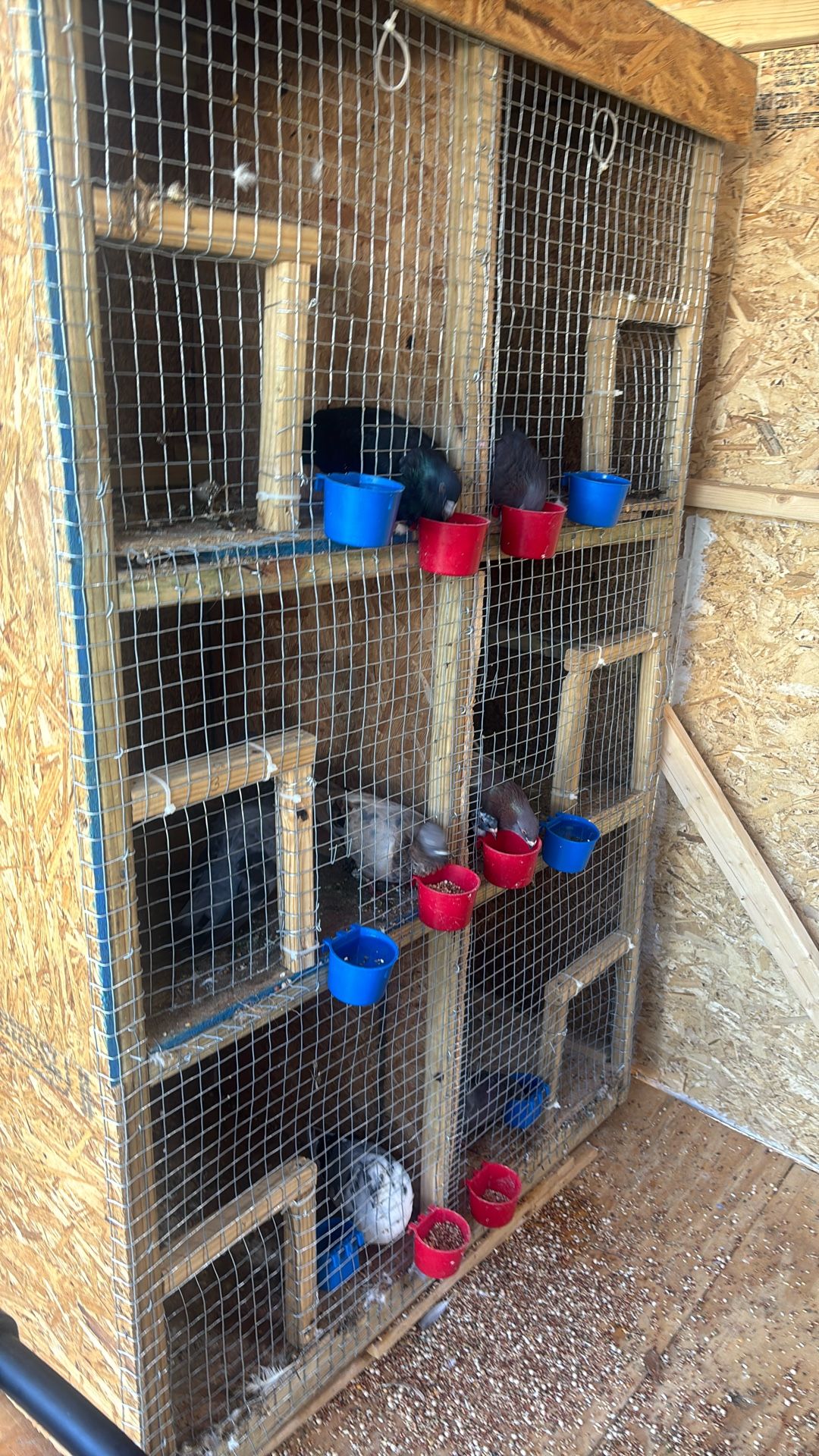 Pigeon Cages