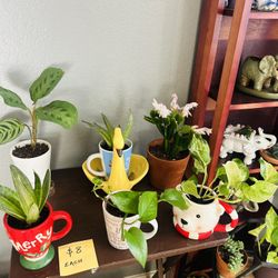 Small Plants 8 Each 