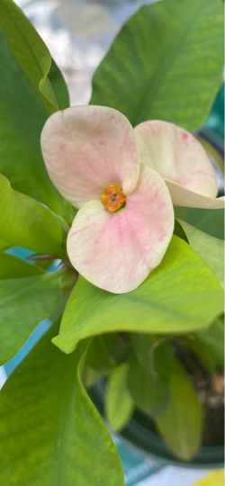Euphorbia Milii Crown of Thorns Plant