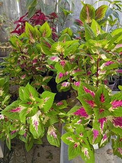 Coleus $7 and $10 depending on size
