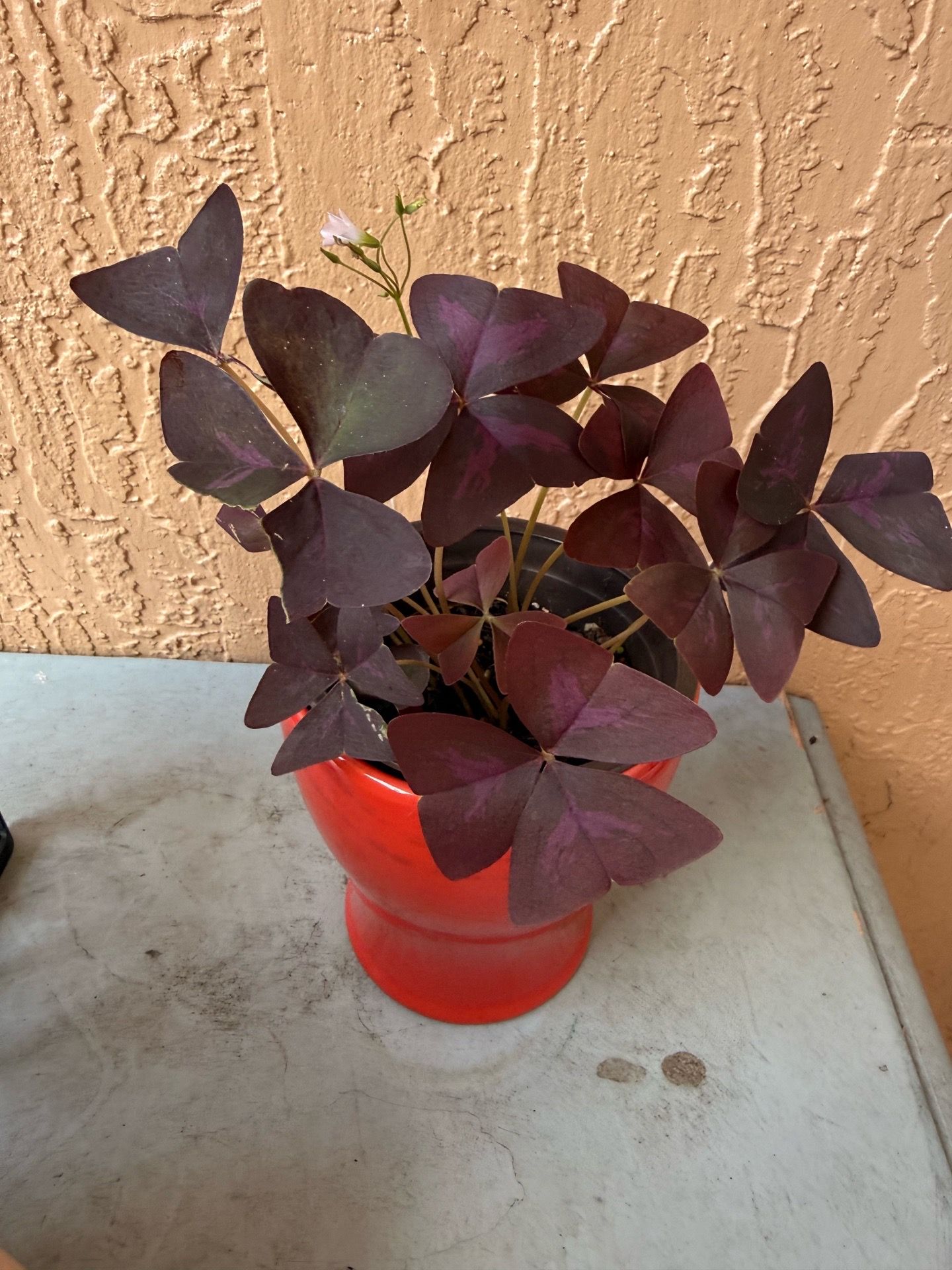 Oxalis Triangularis plant Purple Shamrock
