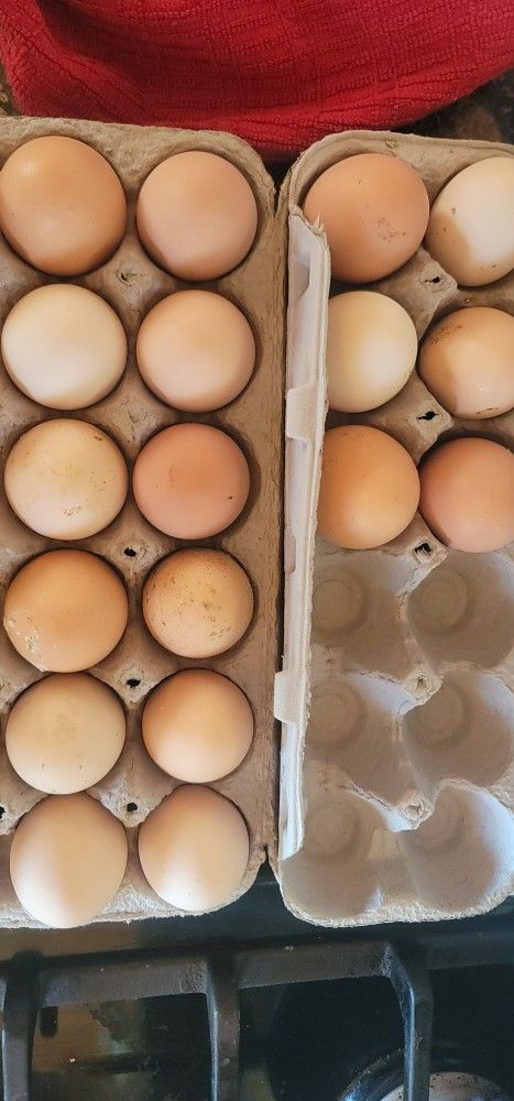 Fresh Eggs