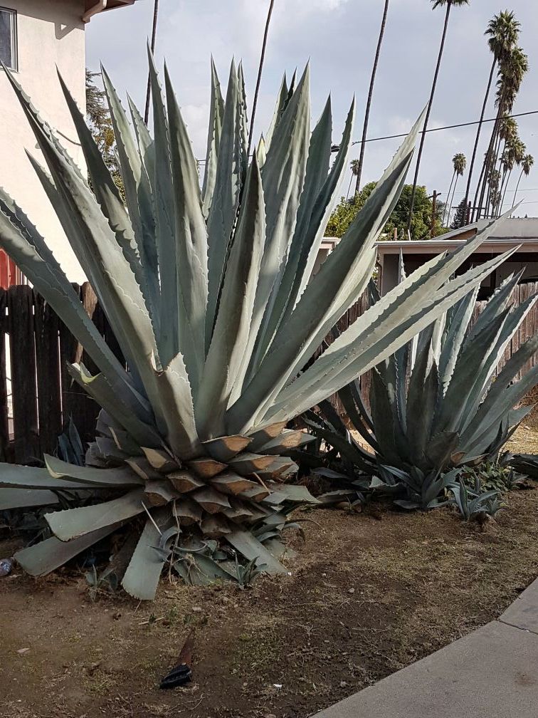 Hojas de maguey