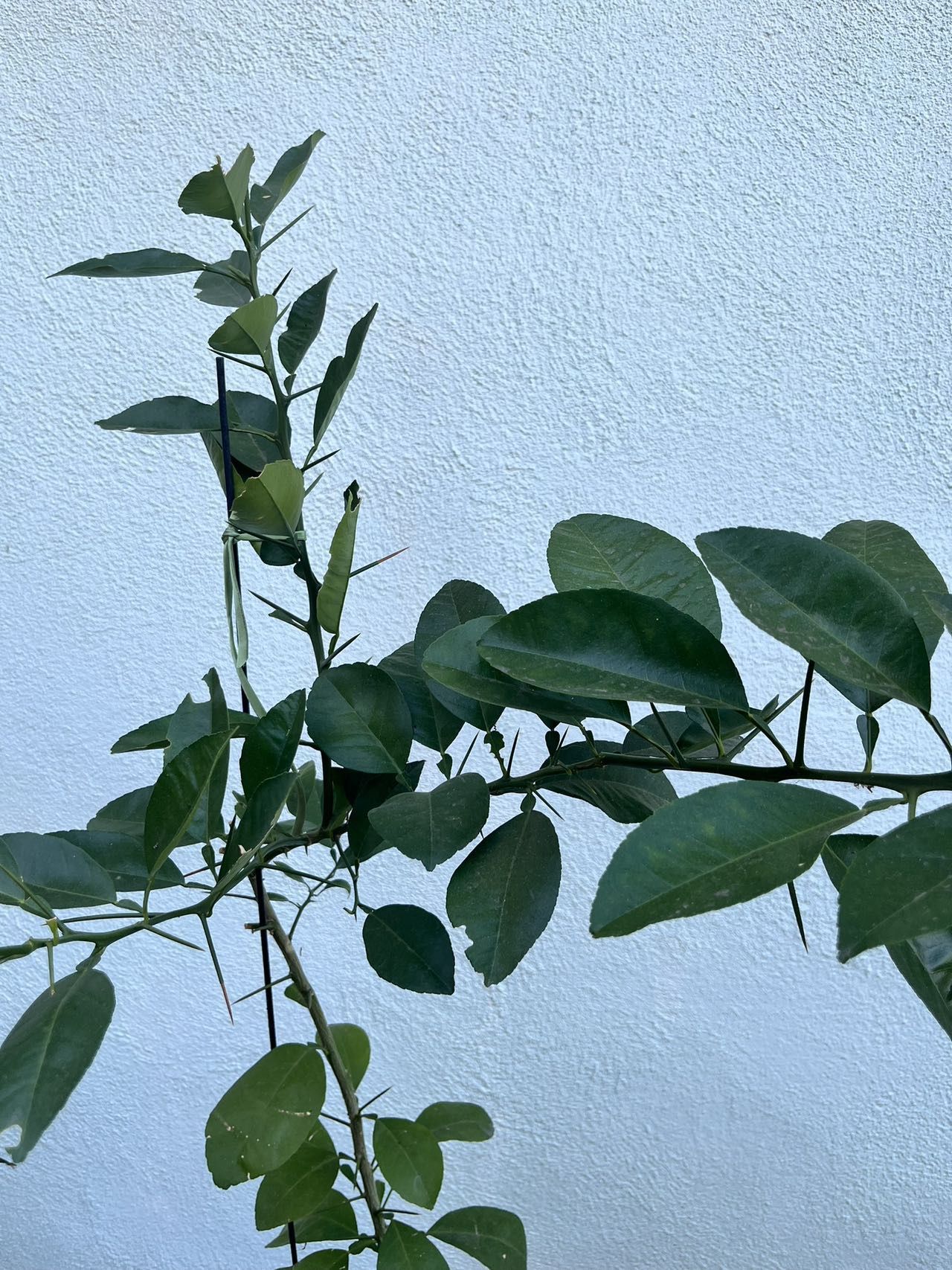 Homegrown Large Organic Orange Tree In Black Pot