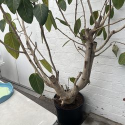 Selling Plant 