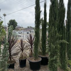 Italian Cypress