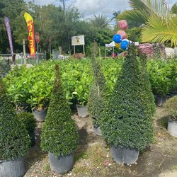 Eugenia Topiary FROM $60.00🌲