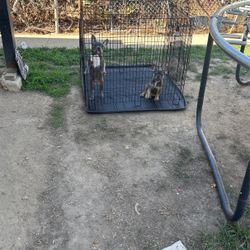 Dog Cage For Sale