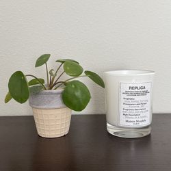 Pilea/ Chinese Money Plant W/Ceramic Pot