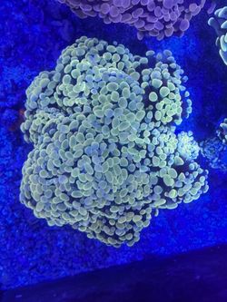 Fake Rainbow Hammer Colony.