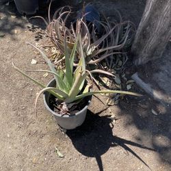 Aloe Vera 