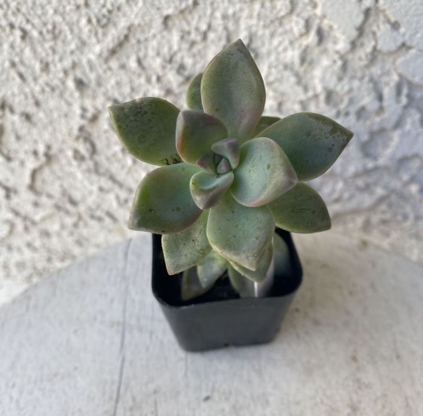 2 Inch Pot Succulent Plant - Graptosedum Ghosty - Rooted & Established - Drought Resistant 🪴 Great as Baby Shower or Wedding Favors