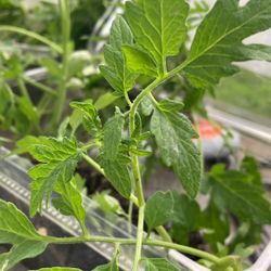 Tomato plants