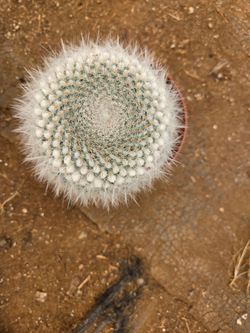 Cactus