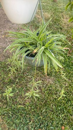 Spider plant