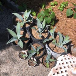 Eight Potted Agave Century Plants (Various Sizes)
