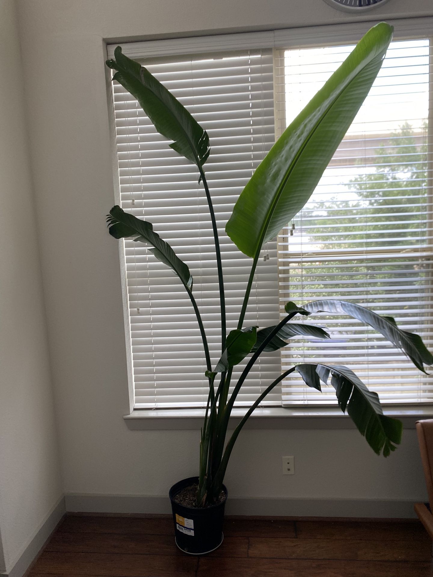 Tall House Plant
