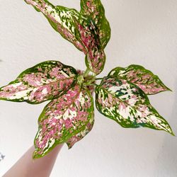 Aglaonema tricolor plant