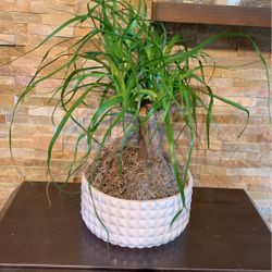 Pony Tree in Ceramic  Pot