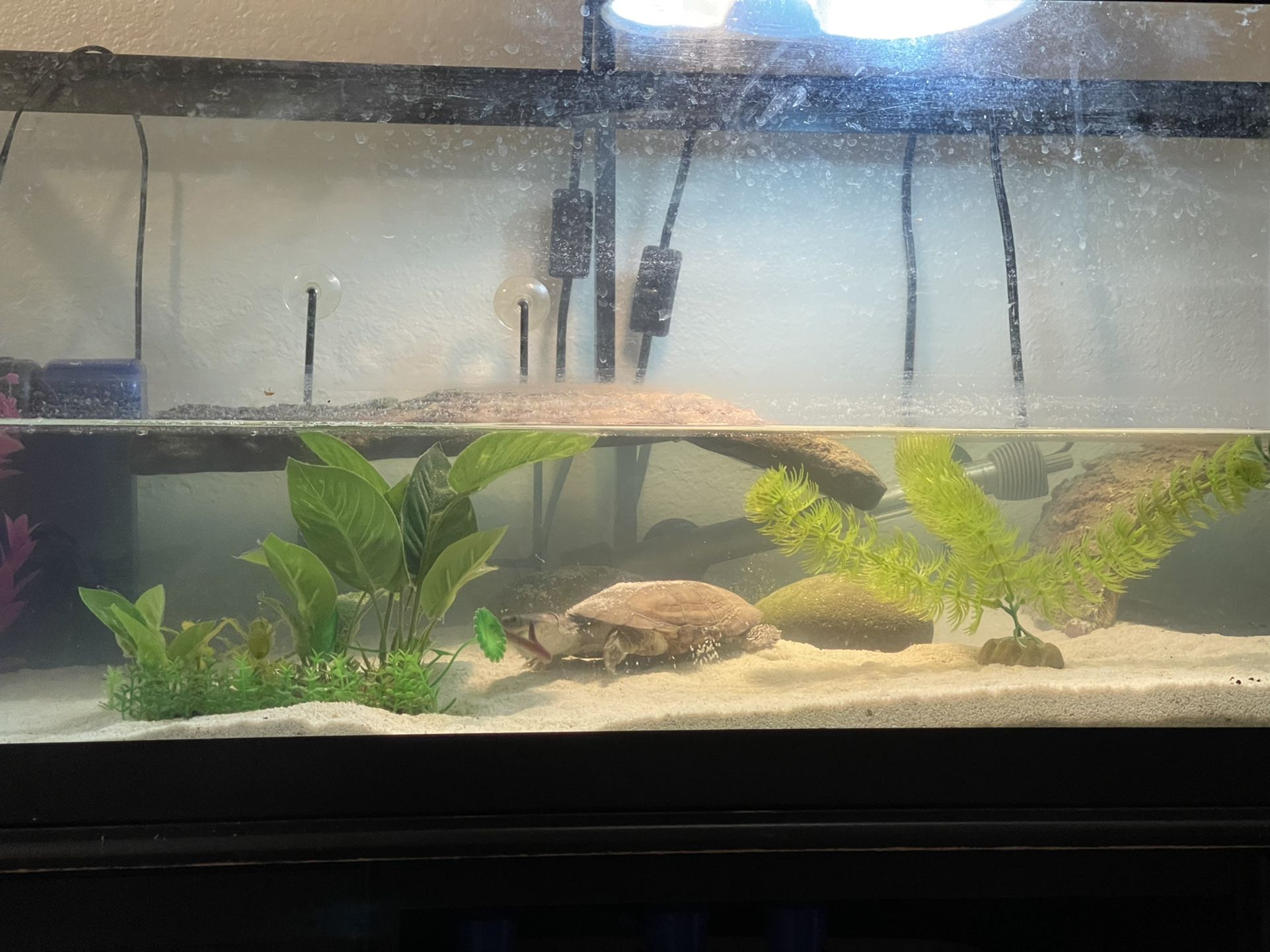 A Cheat Sheet To Fish Tank Gallon Sizes And Dimensions