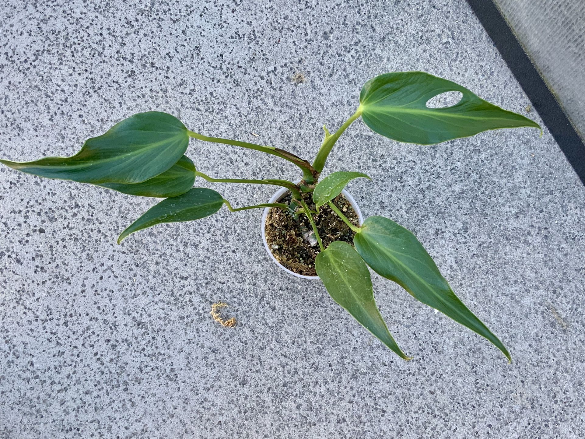 Monstera Burle Marx Flame