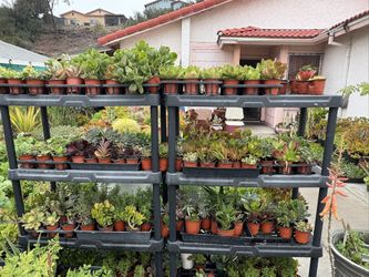Asstd small Plants