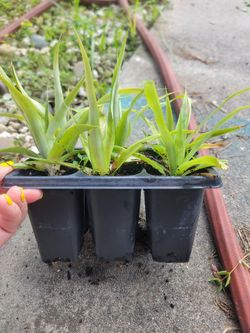 Sugarloaf pineapple starters