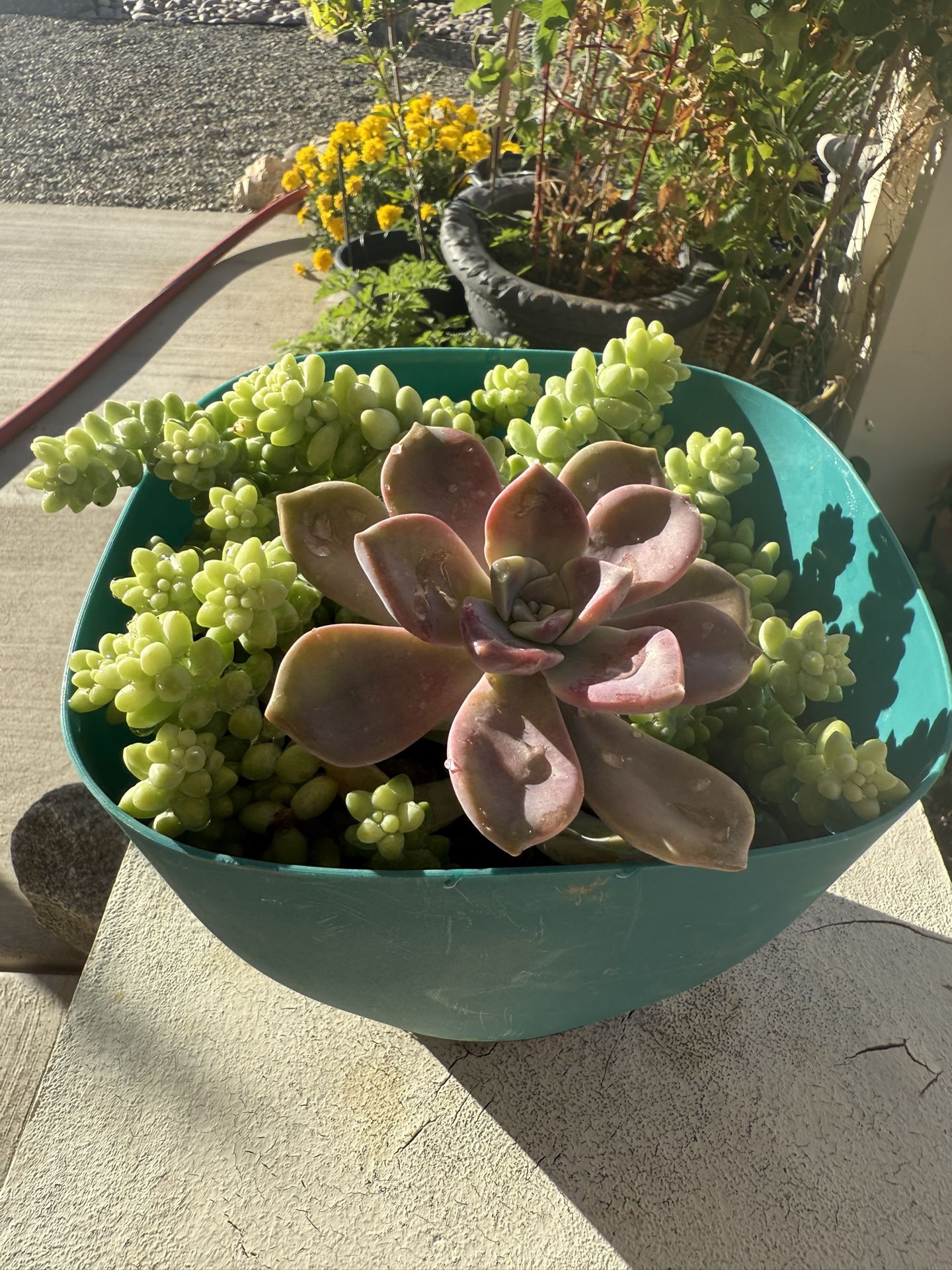 Succulent, Easy To Take Care Of