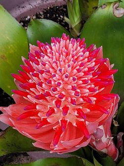 Bromeliads