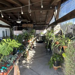 Huge Plant Sale!  !