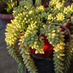 Donkey Tail_Big Pot