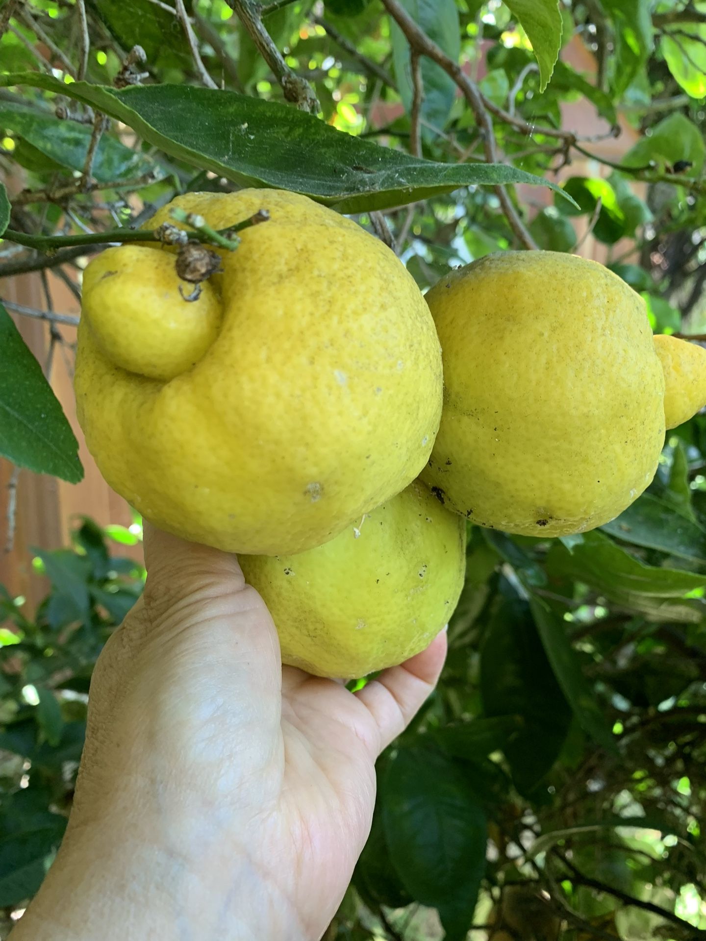 Dulce Lima Trees (Mexican Sweet Lime)