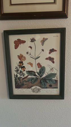 Framed butterfly and plant print