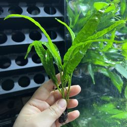 Java Fern Aquatic Plant