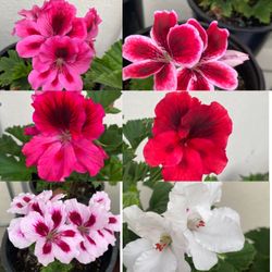 Variety Of Martha Washington Geranium Plants Available, $12 Each Plant In 1 Gallon Pot Pick Up Ay City Of Whittier Ca