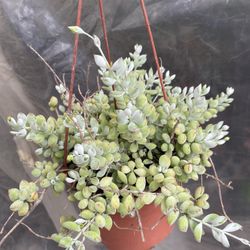 Cothyledon Plant, In 6 Inch Pot Pick Up Only