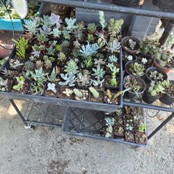 Succulents For Sale 