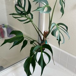 Monstera Burle Marx Flame (pls. read description)