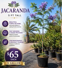 🌳💜 JACARANDA TREES 💜🌳