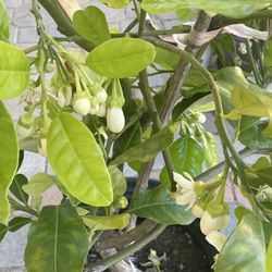 Pomelo Fruit Tree Blooming With Flowers