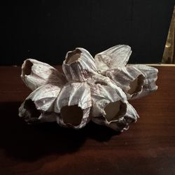 Small Barnacle 