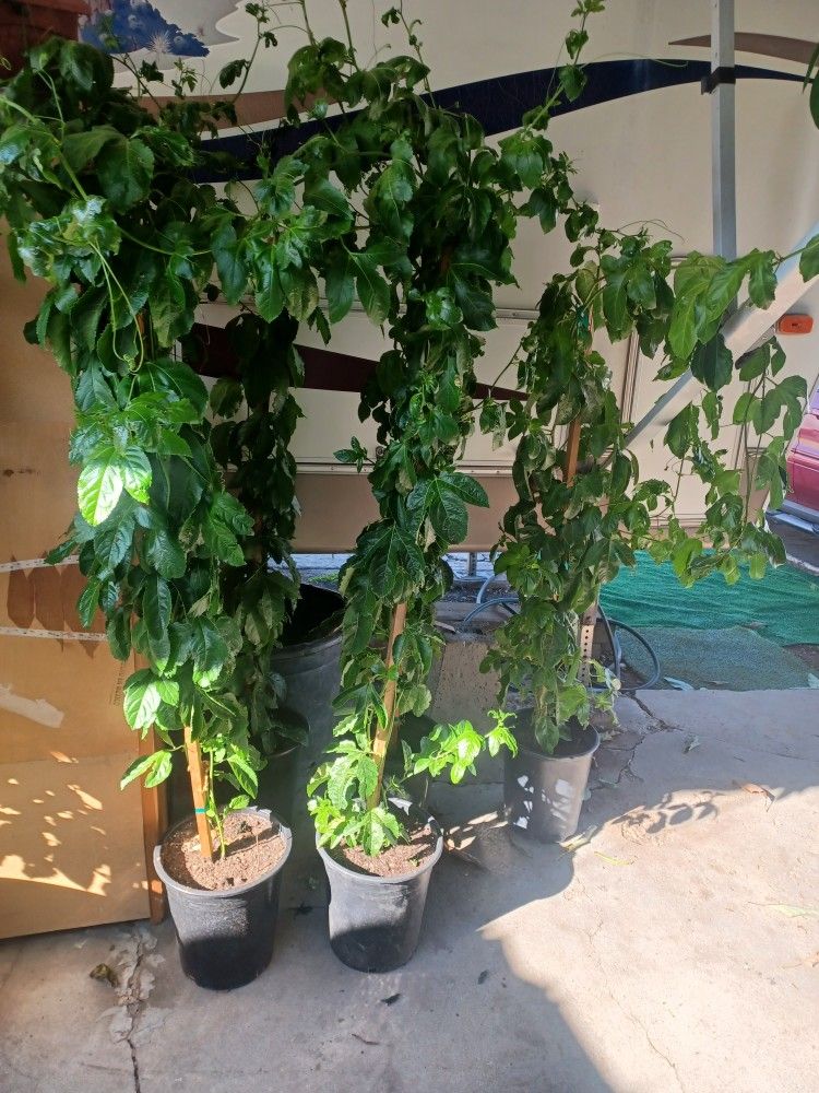 Passionfruit Plant