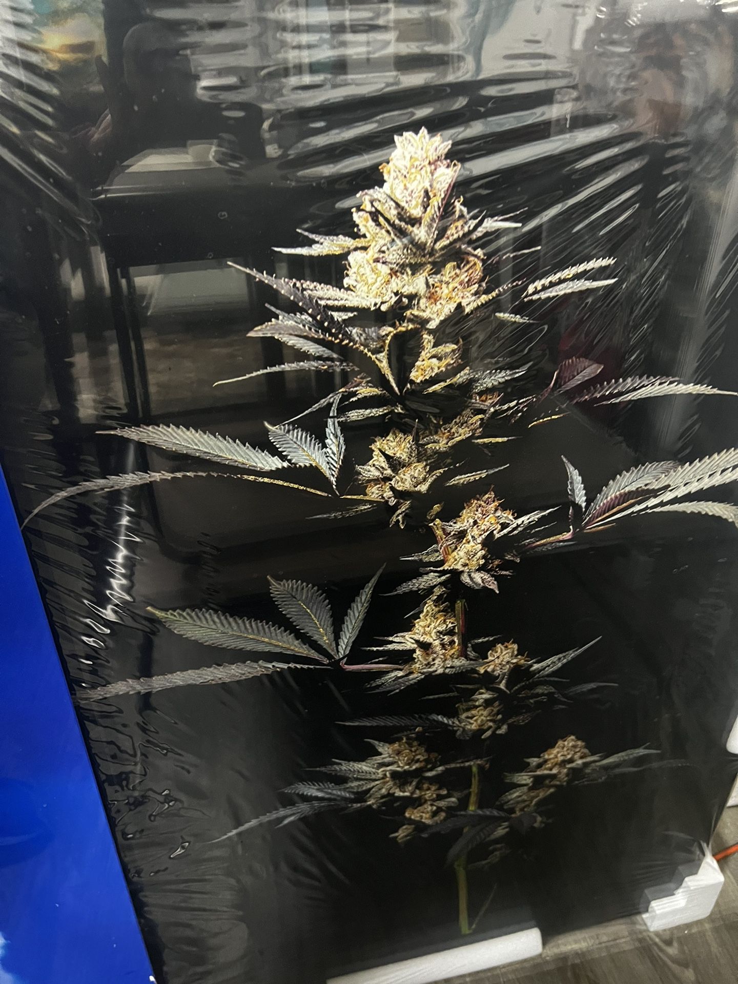 Sativa Flower Tempered Glass Art