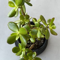 Jade Plant aka Lucky Plant / Money Tree