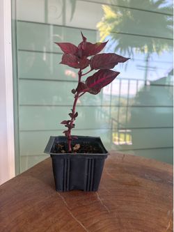 Bloodleaf plant