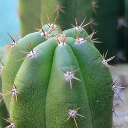 Trichocereous Peruviana "San Pedro" 