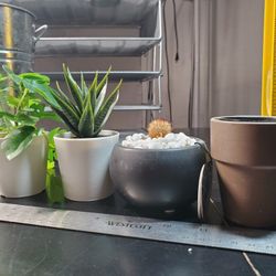Fake plants 
